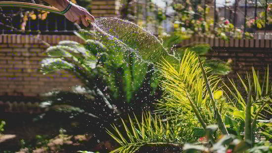 Watering a garden bed from a hose Watering a garden bed from a hose