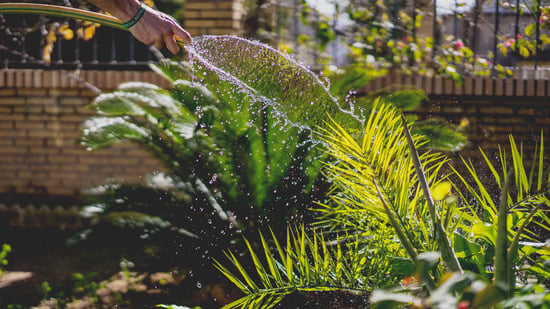 Watering a garden bed from a hose